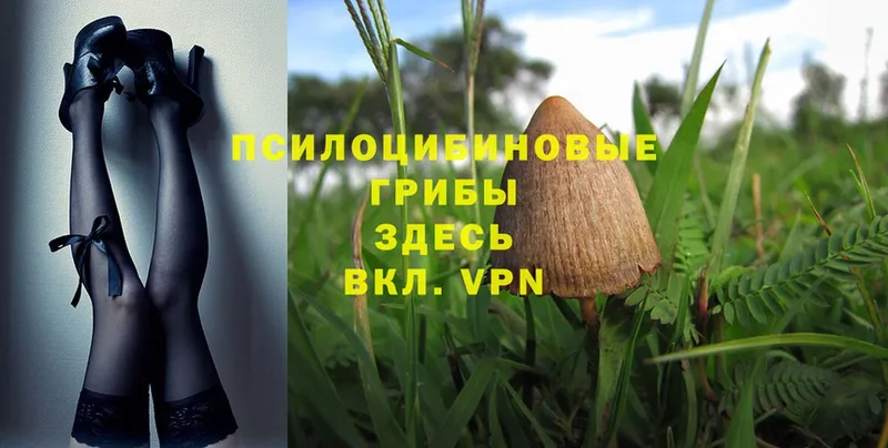 ссылка на мегу tor  Починок  Псилоцибиновые грибы MAGIC MUSHROOMS 